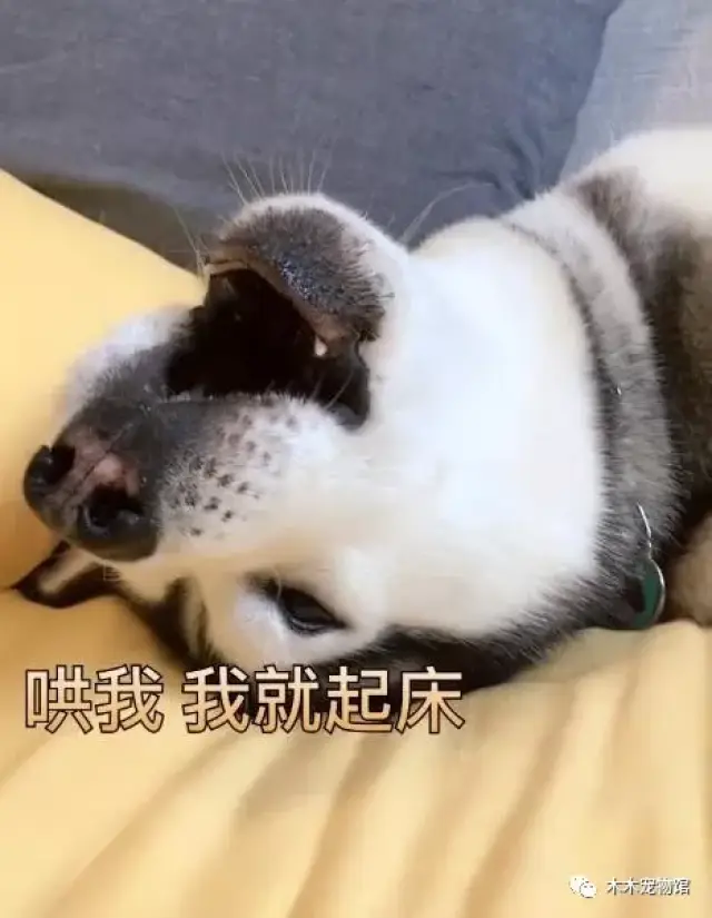哈利每天的愿望就是睡觉睡到自然醒,不过主人可不会这么善罢甘休的.