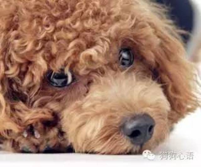 狗狗毛发为什么会褪色?听说泰迪犬最甚哦