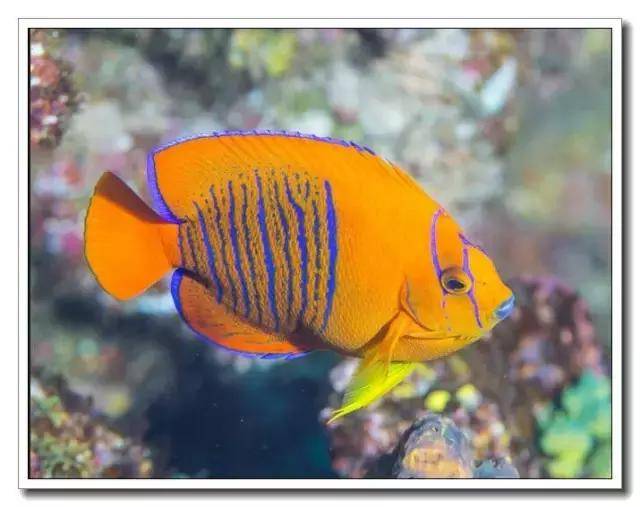 第九名:橙仙鱼 2500 美金clarion angelfish