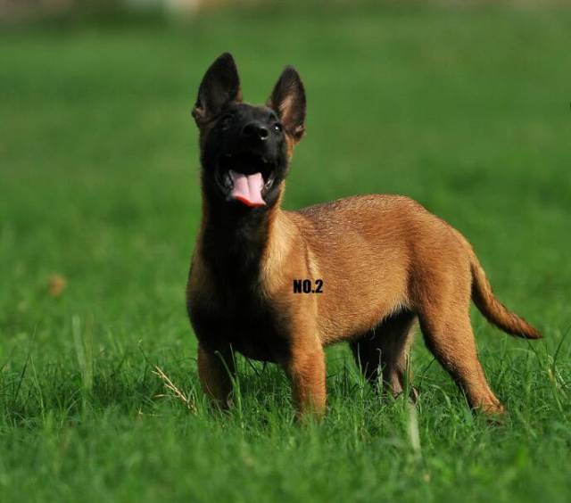 马犬幼犬的选择条件!