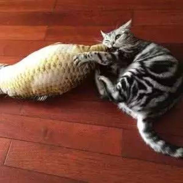 买条鱼回家,结果猫一抱上就不撒爪!但,"再怎么咬,你也