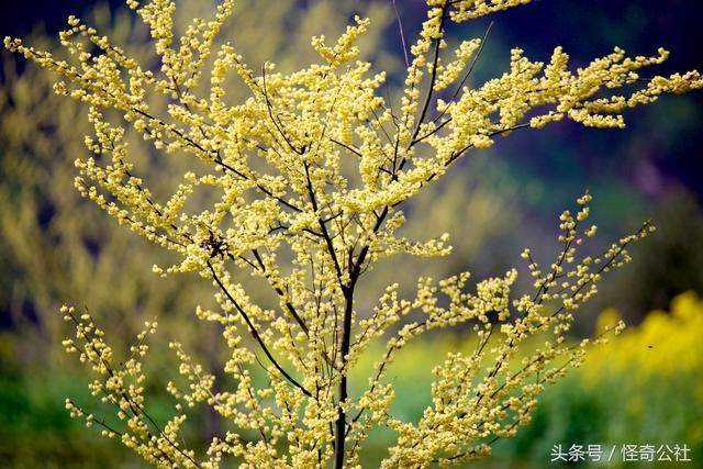 湖北宜昌:有一处盛开山胡椒花的村庄,1500亩另类花成为赏花新宠