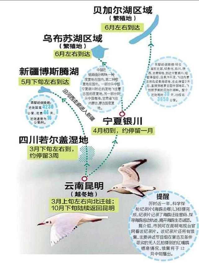 春暖湖面,鸥回凤城,银川的"小情人"红嘴鸥又回来了