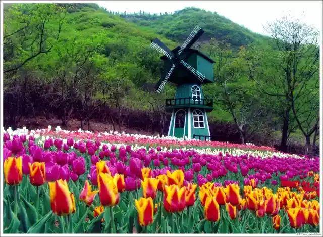 下周起,济南即将开启花海模式!附全市赏花攻略