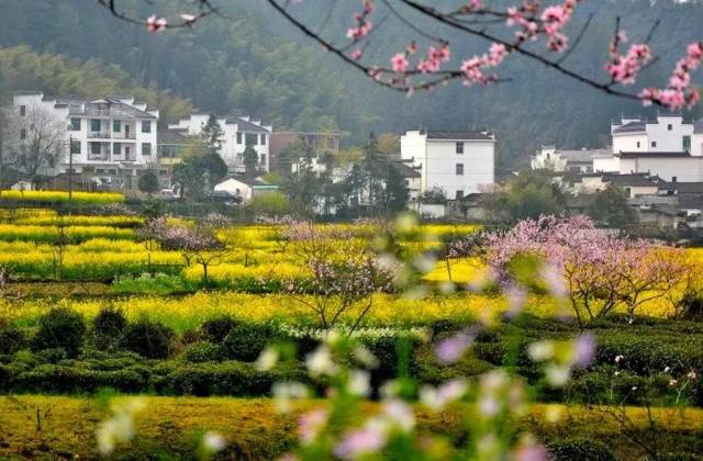 蜿蜒连绵的油菜花,盛开在山野梯田间,好一派田园风光!