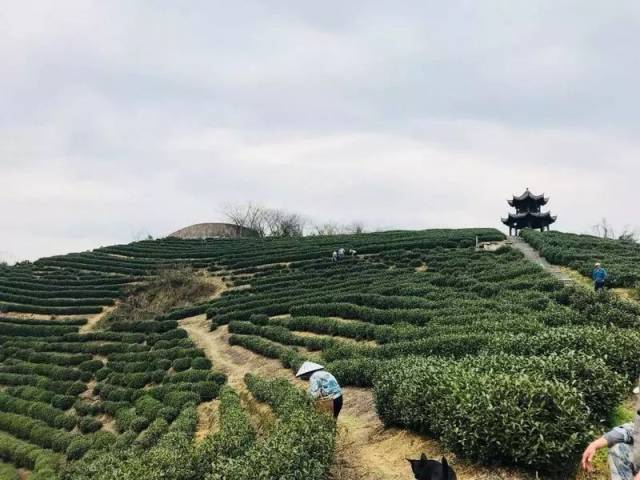 龙坞茶镇西湖茶场村的周大伯夫妻俩早早就来到了自家的茶园,开始采摘