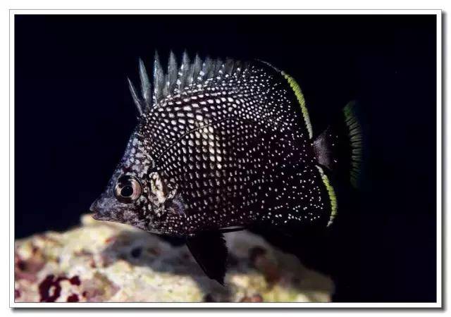 第八名:日本黑蝶 4000 美金wrought iron butterflyfish (chaetodon