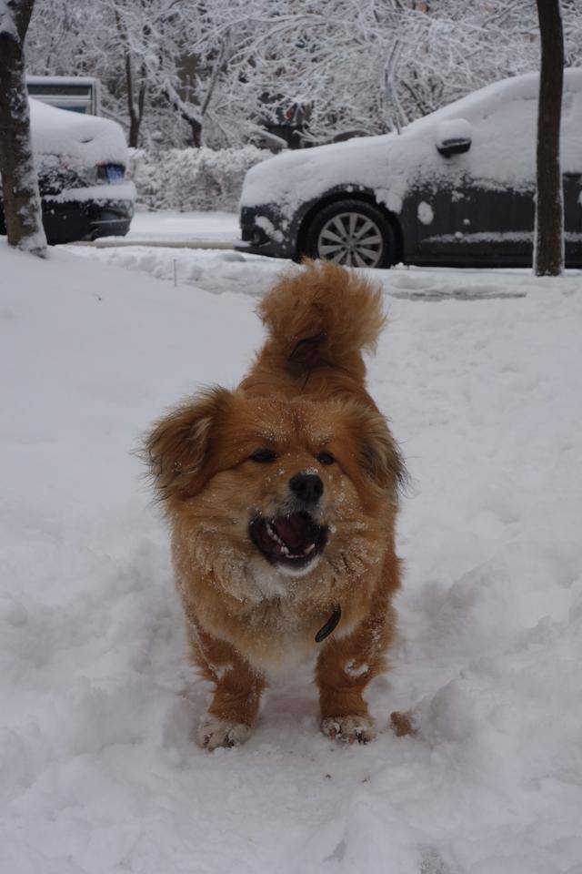 雪中的东北土狗