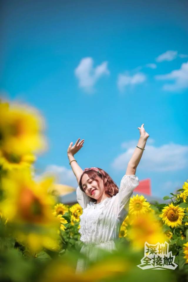 今天起,市民中心要成为深圳最美花海!