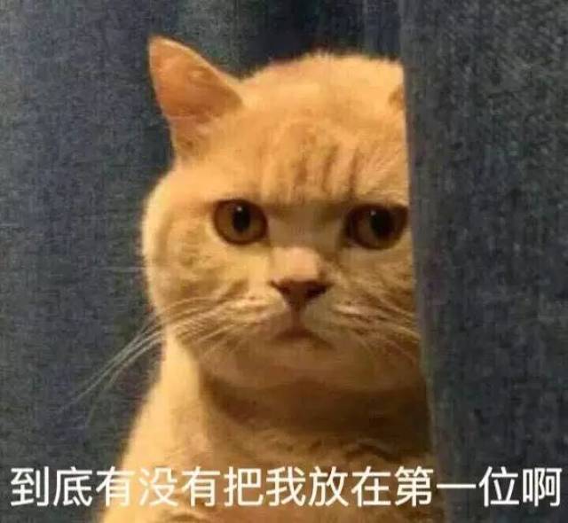 喜欢品种猫不是你的错,但这么做会让这些猫更难过.