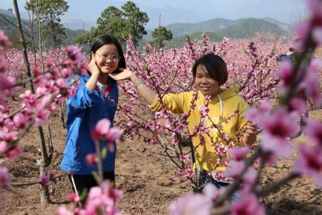 窝凼组的桃树品种有油桃,雪桃,青桃,均依次开花,花期将持续到3月底.