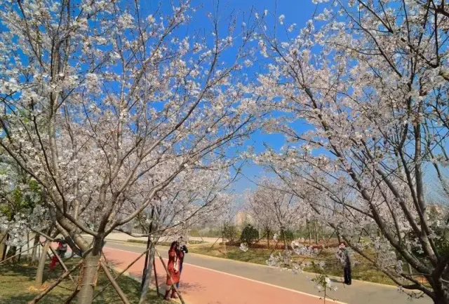 千万樱花已花开成海!