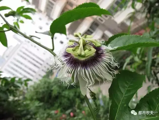 家庭种植百香果,了解一下