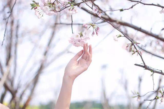 在成都青白江就可以体验樱花雨 如梦如幻樱花雨 醉美樱花季 手捧掠＃