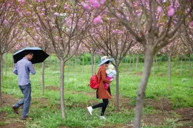 眉山的曲江镇的曲水留香景区,也种植着大面积樱花.