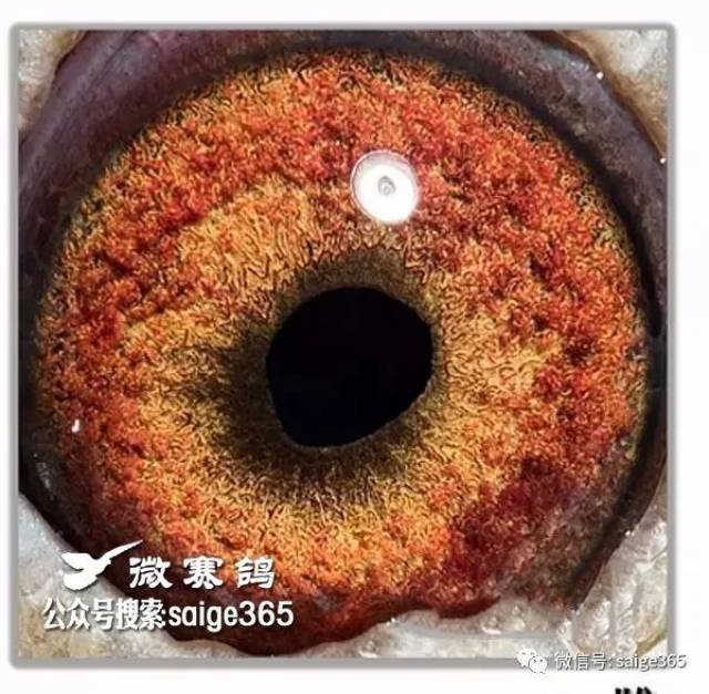 精美种鸽眼睛 【产品名称】:眼镜式看鸽眼放大镜  【产品材质】:abs