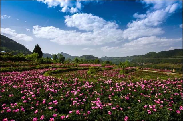 巴中花从人口_巴中南江山上的花图片