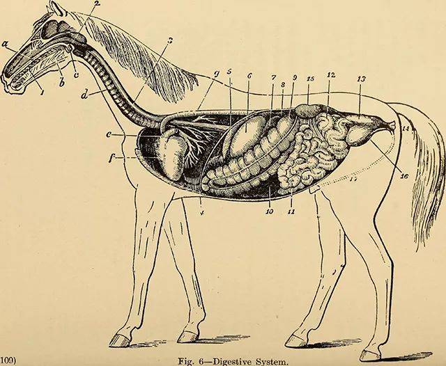 马的消化系统示意图.