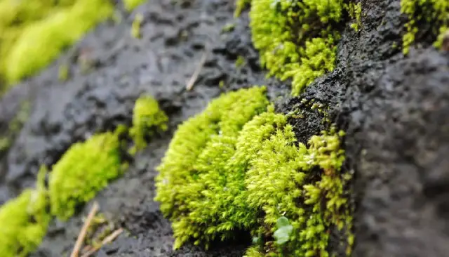 双鱼座新月 | 苔花如米小,也学牡丹开