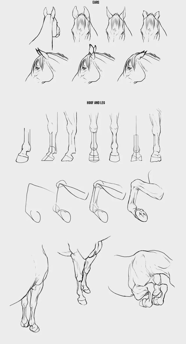 自学绘画,学会马的画法技巧结构剖析,展示马的动态和跑步姿势
