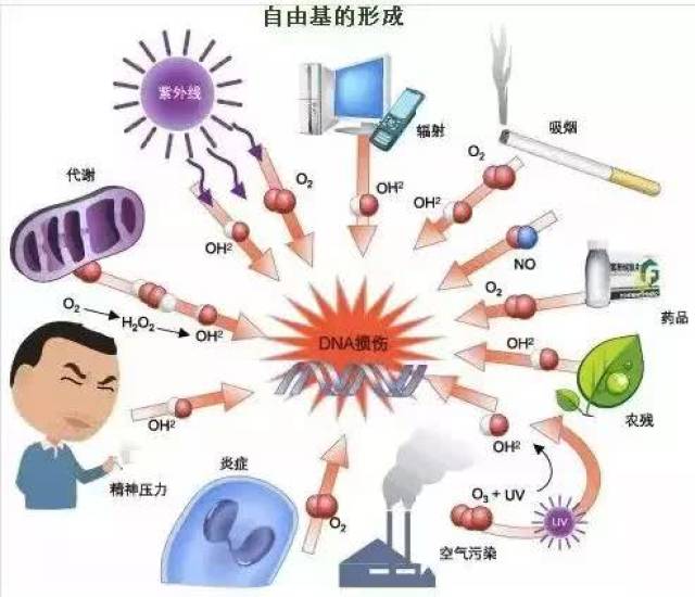 什么是自由基?看完这个你别怕.聚点生活plus