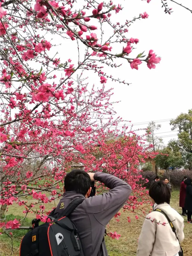 "浪漫桃花源,慢城三十岗"2018中国合肥桃花节昨日在庐阳三十岗桃蹊