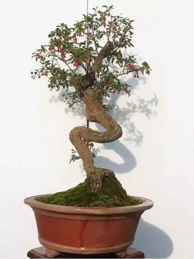 如何制作精品枸杞盆景