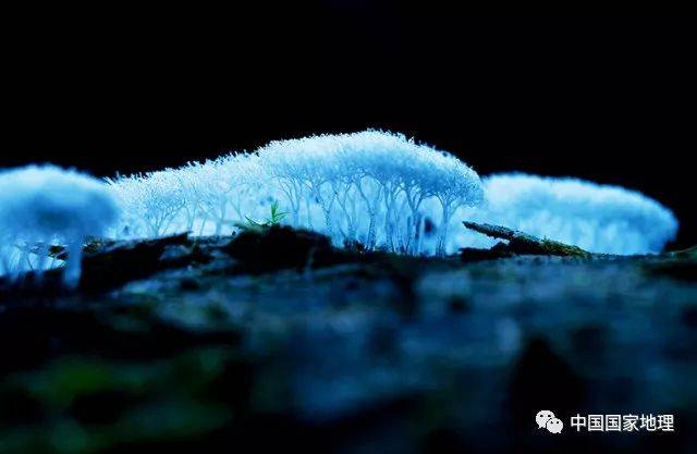 今天我们讲 长白山黏菌家族 吉林省长白山 以火山地貌和植被垂直景观