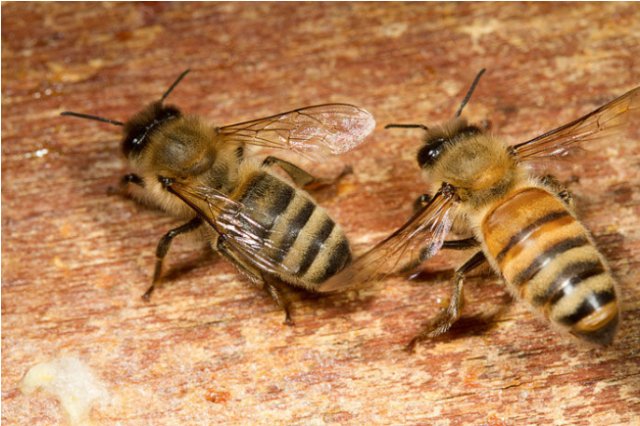 土蜂蜜100问之一 什么是土蜂蜜?