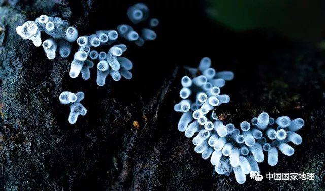 地理知识 | 长白山里的"外星生物"