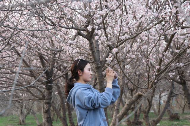 河南柘城千树园杏花盛开,吸引众多美女前来拍照踏青,画面唯美