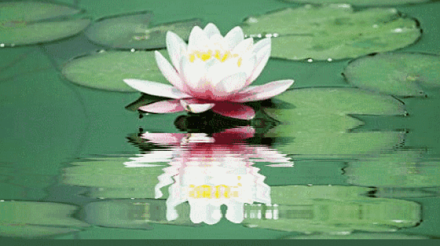 六月:荷花