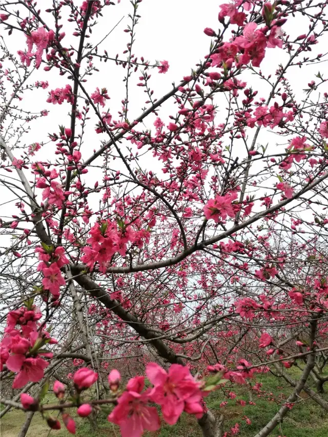 "浪漫桃花源,慢城三十岗"2018中国合肥桃花节昨日在庐阳三十岗桃蹊