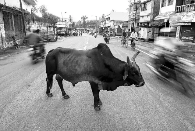 印度最奇葩产业的崛起,全民喝牛尿抹牛粪,绝非牛崇拜那么简单