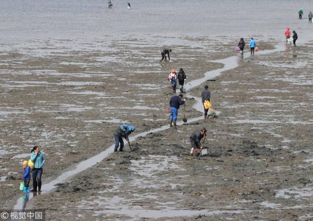 市民在青岛胶州湾沧口海滩赶海拾趣.