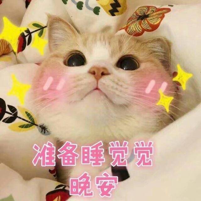 萌猫有趣表情包,我带着可爱和萌萌哒,日常打卡来了!