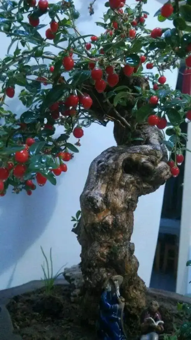如何制作精品枸杞盆景?