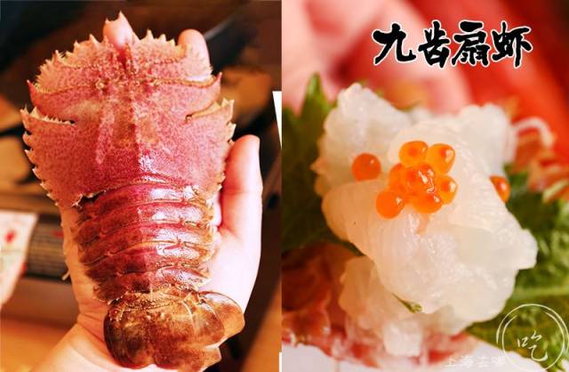 恐龙时代的九齿扇虾