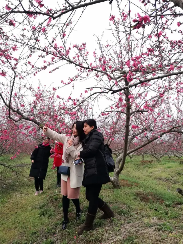 "浪漫桃花源,慢城三十岗"2018中国合肥桃花节昨日在庐阳三十岗桃蹊