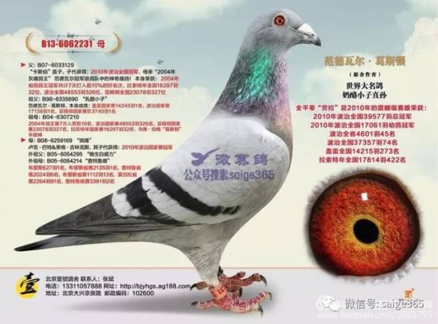 【鸽赏图】北京壹号鸽舍张斌,狂揽19项指定成绩,扬威江南鸽界!