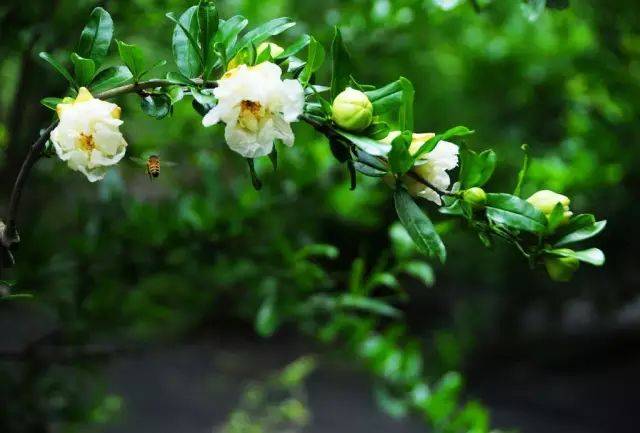 / 芭蕉花 / 芭蕉跟香蕉同科同属,长得很像,但听说香蕉花很不好吃(别问我是怎么知道的),芭蕉花却是云南人餐桌上的美味。 剥去那一层层紫色的苞片,里面黄色的就是芭蕉花,吃前也要进行汆水漂洗去涩味的操作,可以爆炒也可裹面粉煎炸。