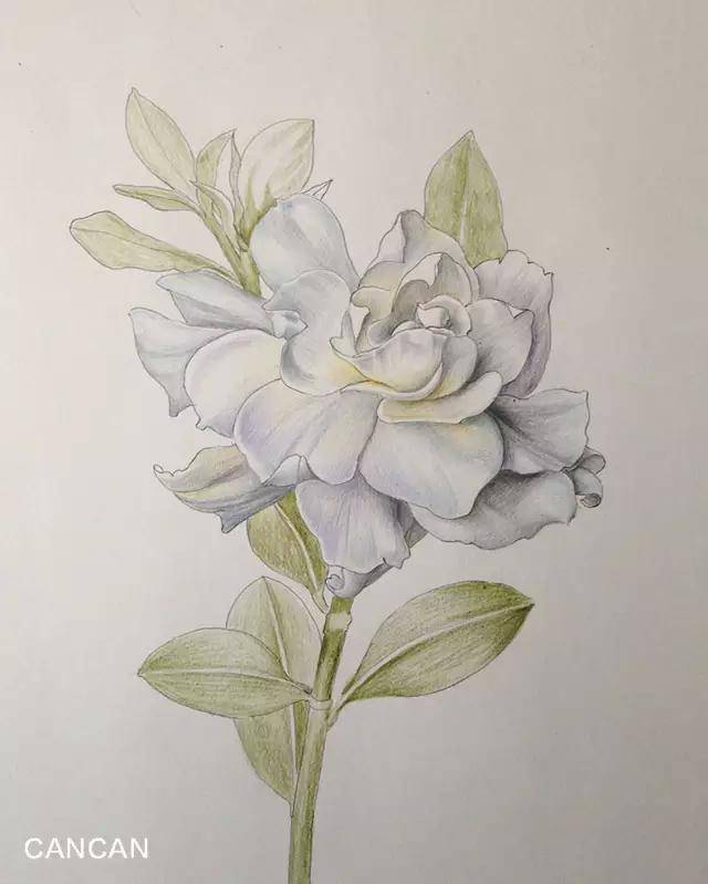 栀子花开呀开——教你画:青春里的栀子花!