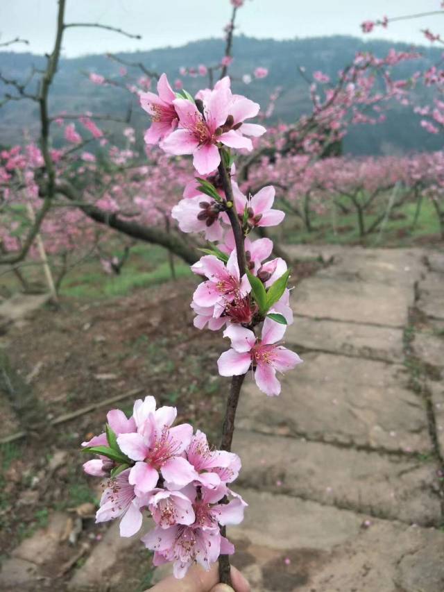 这边是桃花遍野,那面是苍翠的树木,颜色艳丽相互映托