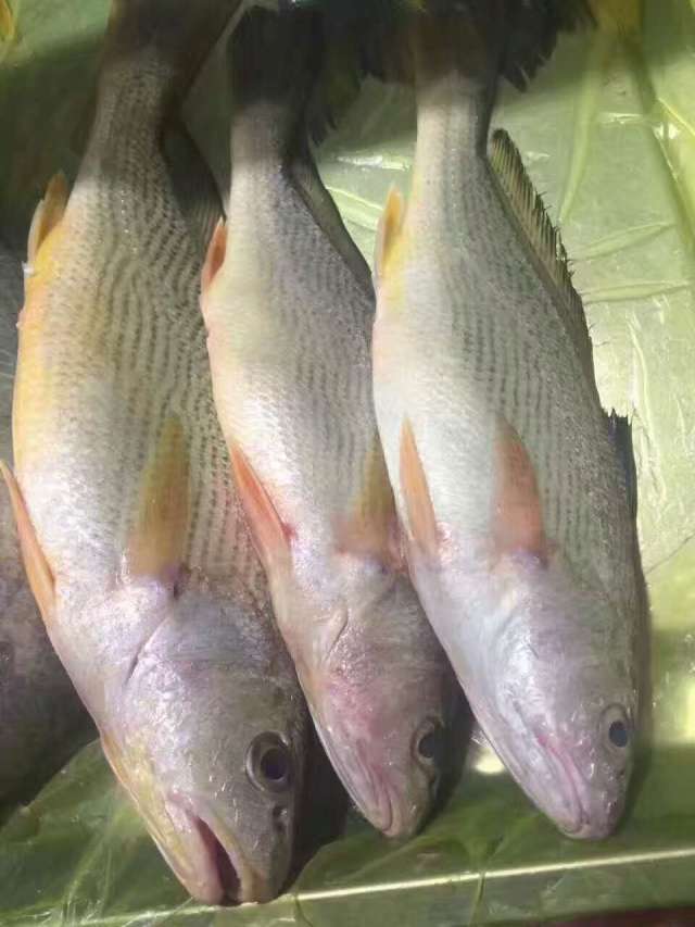 东山岛海鲜,野生春子鱼又名假黄鱼,肉质细嫩,味道鲜美
