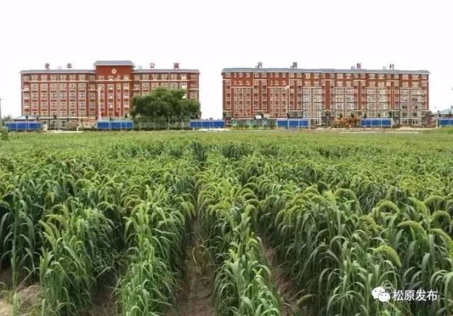 长岭县太平川镇木制村颜色背景新风墙电视搭配图片