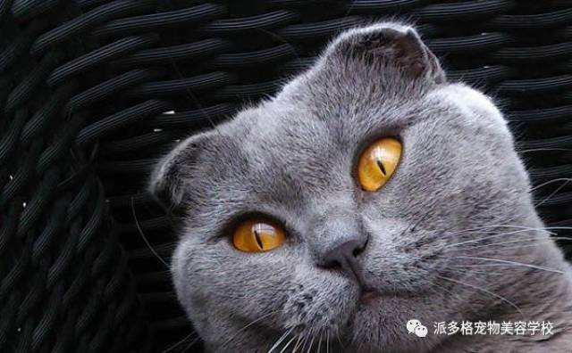 拉邦猫·拉邦猫