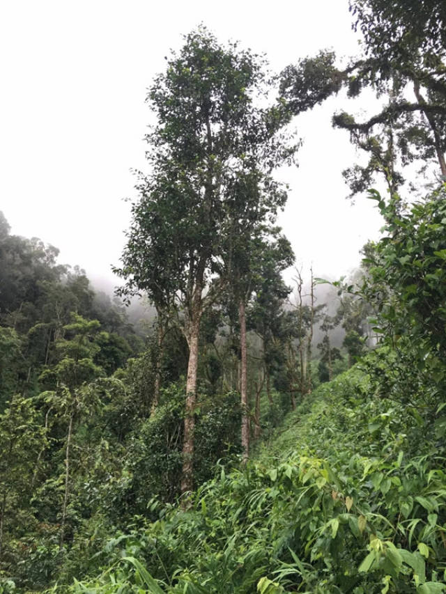 云南易武茶区天门山普洱茶