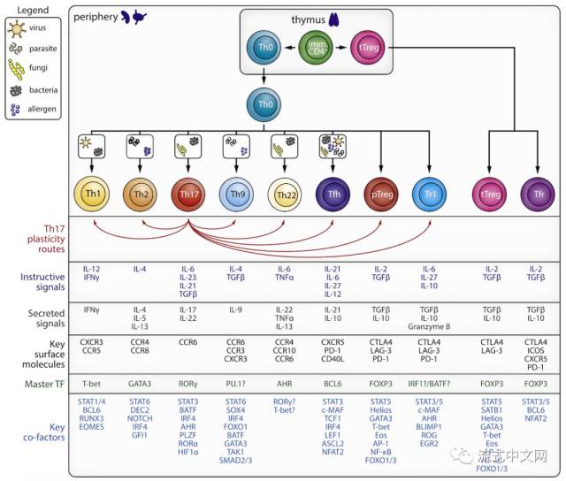 『一图胜千言』你应该未见过的cd4 t细胞分化详细新图