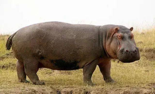 当然如果伙食好点的话,一切瓜果蔬菜都来者不拒,看看人家吃西瓜,一口