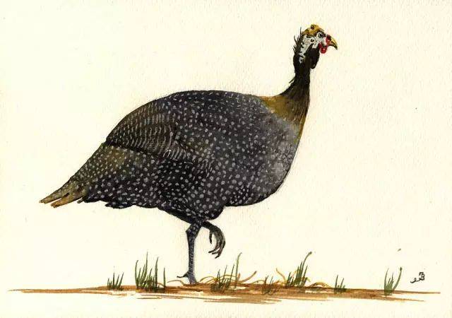 guinea fowl